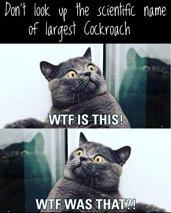 Don't look up the scientific name of largest cockroach, Black cat shocked WTF is that, WTF was That